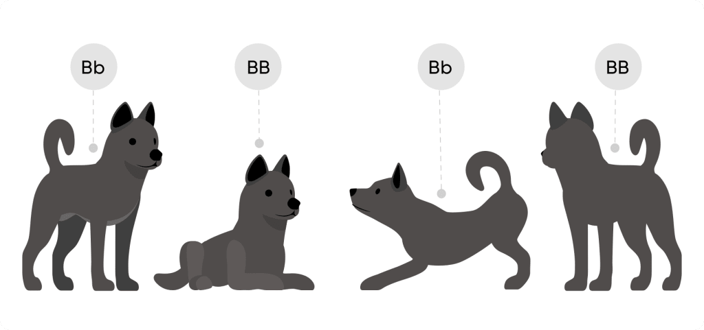 Four black puppies with uppercase B genotypes